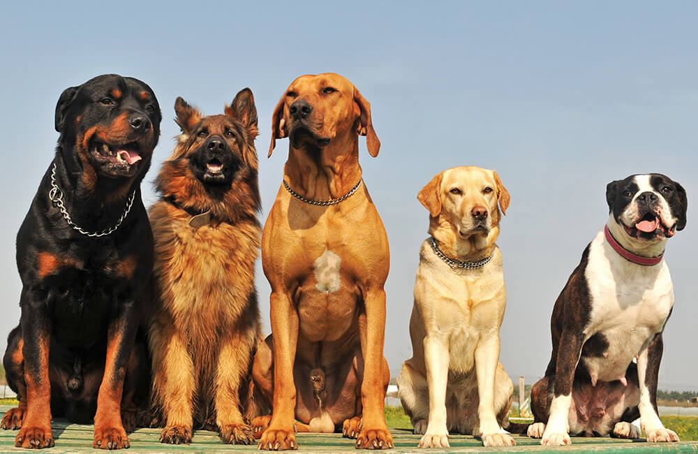 5 rase de câini folosite cu succes pentru paza și protecția locuinței